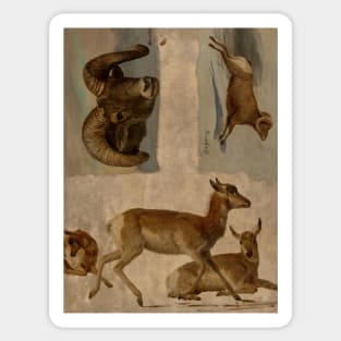 Study of Bighorn Sheep and Antelope by Albert Bierstadt Sticker